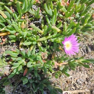 Carpobrotus rossii at Pontypool, TAS - 11 Nov 2024