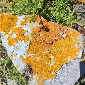 Caloplaca sp. at Maria Island, TAS by LyndalT