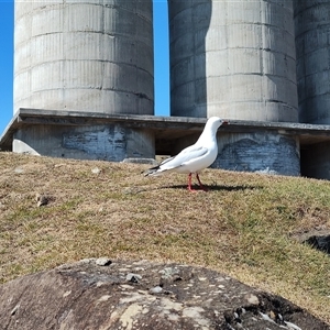 Chroicocephalus novaehollandiae at Maria Island, TAS - 11 Nov 2024