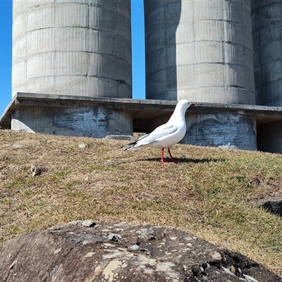 Chroicocephalus novaehollandiae (Silver Gull) at Maria Island, TAS - 11 Nov 2024 by LyndalT