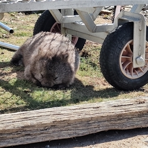 Vombatus ursinus (Common wombat, Bare-nosed Wombat) at Maria Island, TAS by LyndalT