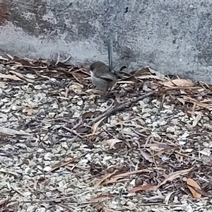 Malurus cyaneus (Superb Fairywren) at Spring Beach, TAS by LyndalT