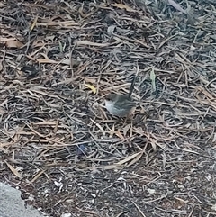 Malurus cyaneus at Spring Beach, TAS - 11 Nov 2024