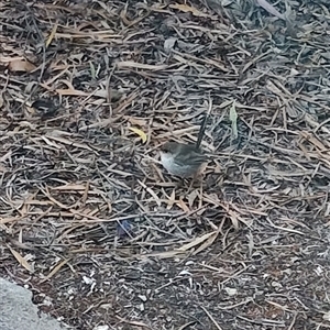 Malurus cyaneus at Spring Beach, TAS - 11 Nov 2024