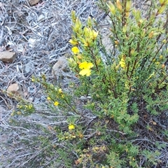 Hibbertia sp. at Buckland, TAS - 12 Nov 2024 by LyndalT