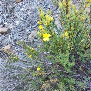 Hibbertia sp. at Buckland, TAS by LyndalT