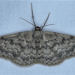 Geometridae sp. (family) at Rosedale, NSW - 7 Nov 2024 by jb2602