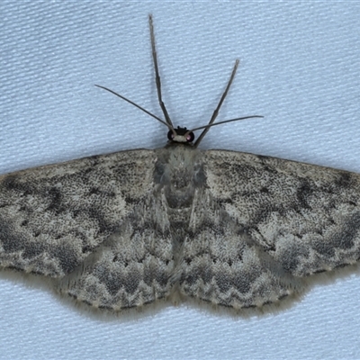 Geometridae (family) ADULT at Rosedale, NSW - 7 Nov 2024 by jb2602