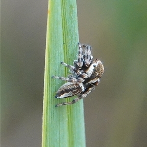 Maratus scutulatus at Hall, ACT - 12 Nov 2024