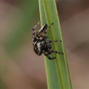 Maratus scutulatus at Hall, ACT - 12 Nov 2024