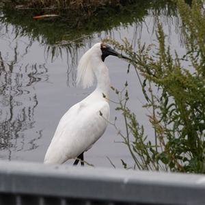 Platalea regia at Dunlop, ACT - 12 Nov 2024