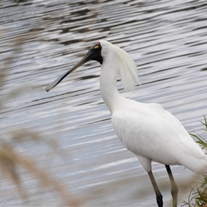 Platalea regia at Dunlop, ACT - 12 Nov 2024