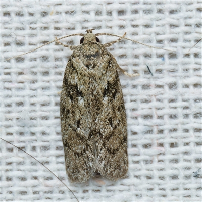 Philobota philostaura (A Concealer moth (Philobota group)) at Harrison, ACT - 11 Nov 2024 by DPRees125