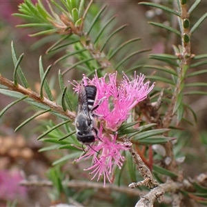 Megachile (Hackeriapis) canifrons at Murrumbateman, NSW - 12 Nov 2024