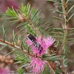 Megachile (Hackeriapis) canifrons at Murrumbateman, NSW - 12 Nov 2024 01:40 PM