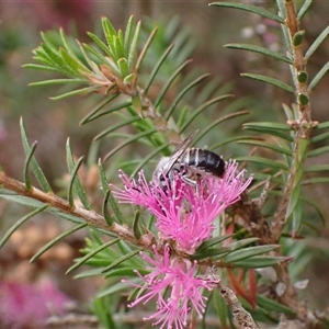 Megachile (Hackeriapis) canifrons at Murrumbateman, NSW - 12 Nov 2024