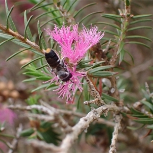 Megachile (Hackeriapis) canifrons at Murrumbateman, NSW - 12 Nov 2024 01:40 PM