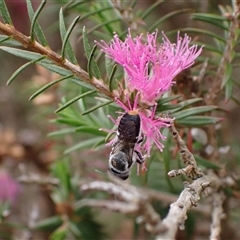 Megachile (Hackeriapis) canifrons at Murrumbateman, NSW - 12 Nov 2024 01:40 PM