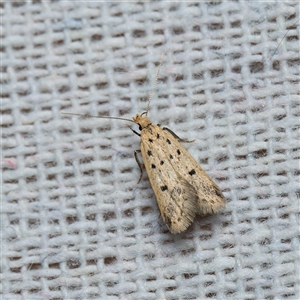 Atheropla decaspila at Harrison, ACT - 11 Nov 2024 09:52 PM