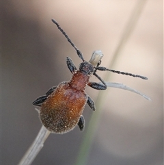 Ecnolagria grandis (Honeybrown beetle) at Hall, ACT - 12 Nov 2024 by Anna123