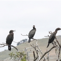 Phalacrocorax sulcirostris (Little Black Cormorant) at Dunlop, ACT - 12 Nov 2024 by AlisonMilton