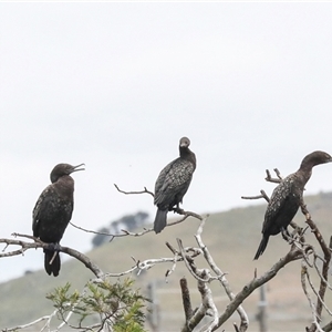 Phalacrocorax sulcirostris at Dunlop, ACT - 12 Nov 2024