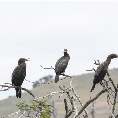 Phalacrocorax sulcirostris (Little Black Cormorant) at Dunlop, ACT - 12 Nov 2024 by AlisonMilton