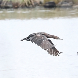 Phalacrocorax sulcirostris at Dunlop, ACT - 12 Nov 2024