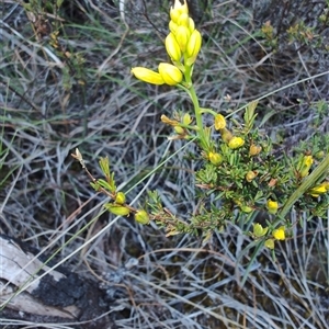 Bulbine bulbosa at Buckland, TAS by LyndalT