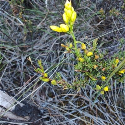 Bulbine bulbosa (Golden Lily, Bulbine Lily) at Buckland, TAS - 12 Nov 2024 by LyndalT