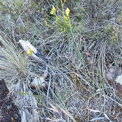 Bulbine bulbosa at Buckland, TAS - 12 Nov 2024