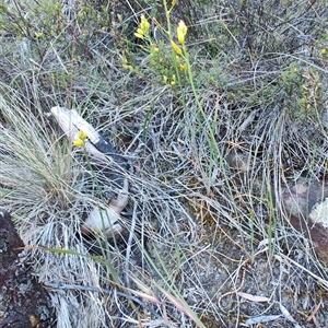 Bulbine bulbosa at Buckland, TAS - 12 Nov 2024 08:48 AM