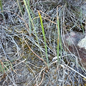 Bulbine bulbosa at Buckland, TAS - 12 Nov 2024