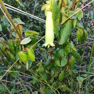 Correa reflexa at Buckland, TAS - 12 Nov 2024 08:49 AM