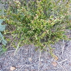 Correa reflexa at Buckland, TAS - 12 Nov 2024