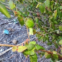 Correa reflexa at Buckland, TAS - 12 Nov 2024