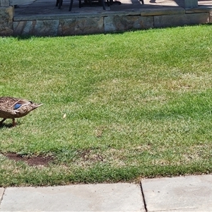 Anas gracilis (Grey Teal) at Richmond, TAS by LyndalT