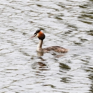 Podiceps cristatus (Great Crested Grebe) at Dunlop, ACT by AlisonMilton