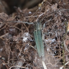Phytoecia caerulescens (Paterson's curse stem beetle) at Hall, ACT - 12 Nov 2024 by Anna123