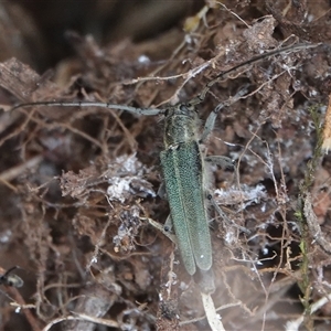 Phytoecia coerulescens (Paterson's curse stem beetle) at Hall, ACT by Anna123