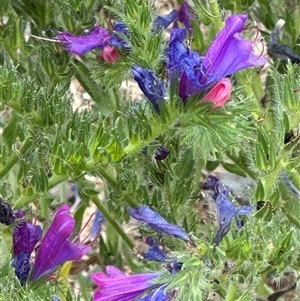 Echium plantagineum at Yarra, NSW - 12 Nov 2024