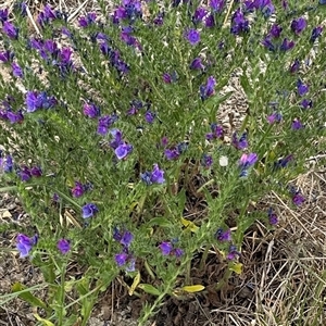 Echium plantagineum at Yarra, NSW - 12 Nov 2024