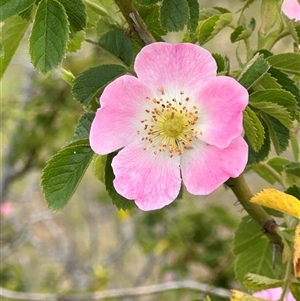 Rosa rubiginosa at Yarra, NSW - 12 Nov 2024 04:06 PM