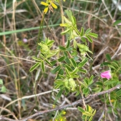 Rosa rubiginosa at Yarra, NSW - 12 Nov 2024 04:06 PM