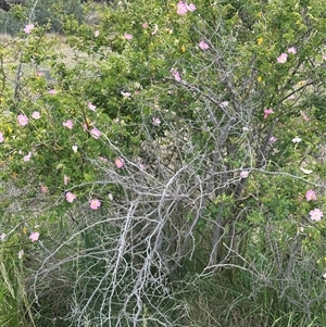 Rosa rubiginosa at Yarra, NSW - 12 Nov 2024 04:06 PM