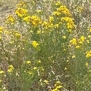 Hypericum perforatum at Yarra, NSW - 12 Nov 2024