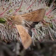 Helicoverpa punctigera at Murrumbateman, NSW - 11 Nov 2024 by SimoneC