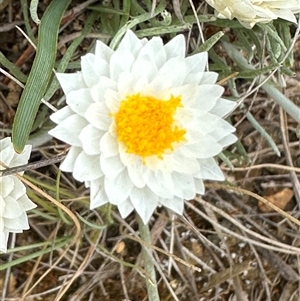 Leucochrysum albicans subsp. tricolor at Yarra, NSW - 12 Nov 2024