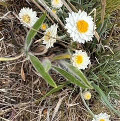 Leucochrysum albicans subsp. tricolor at Yarra, NSW - 12 Nov 2024