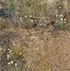 Leucochrysum albicans subsp. tricolor at Yarra, NSW - 12 Nov 2024